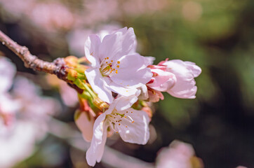 ソメイヨシノ桜3ー61