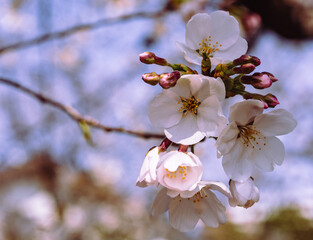 ソメイヨシノ桜3ー57