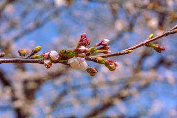 ソメイヨシノ桜3ー58