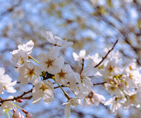 ソメイヨシノ桜3ー26