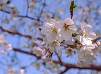 ソメイヨシノ桜3ー37