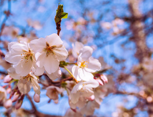 ソメイヨシノ桜3ー36