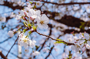 ソメイヨシノ桜3ー34
