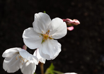 ソメイヨシノ桜3ー5