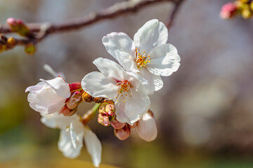 ソメイヨシノ桜3ー2