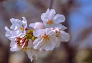ソメイヨシノ桜3ー7