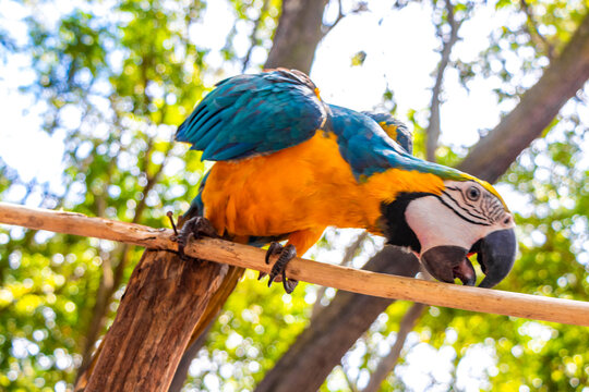 Blue and yellow macaw parrot bird tropical jungle Amazonas Brazil.