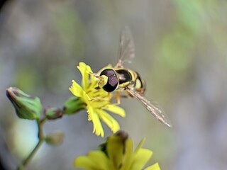 The insect in the picture is a hoverfly, a member of the Syrphidae family.