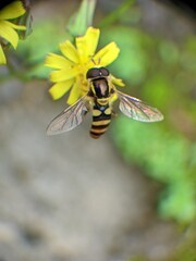 The insect in the picture is a hoverfly, a member of the Syrphidae family.