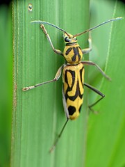 green bug on a leaf