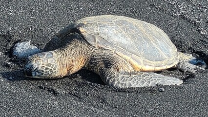 Sleepy turtle on black sand beach