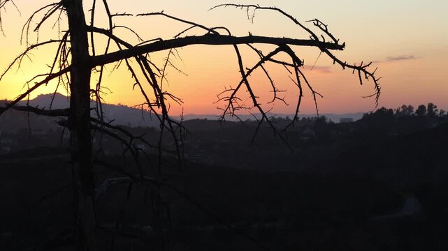 Tree Silhouetted With Hills At Dusk