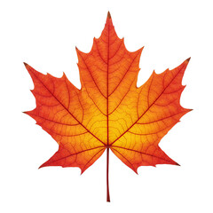 Obraz premium Vibrant Autumn Maple Leaf Isolated on Black Background perfect for website banner, social media post