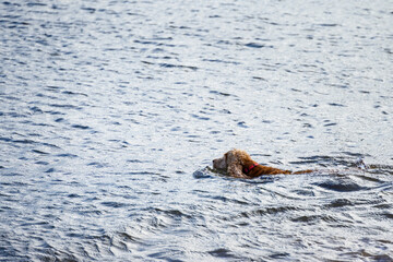 Obraz premium Cute Cocker Spaniel swimming in the sea off the coast of the Black Isle, Scottish Highlands, wind blowing fur, Scotland, UK, Europe 