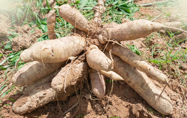 Cassava is an important economic crop. It can be used to make many different products.