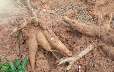 Cassava is an important economic crop. It can be used to make many different products.