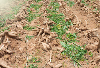 Cassava is an important economic crop. It can be used to make many different products.
