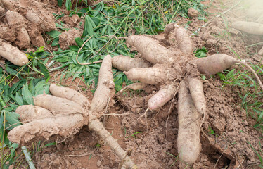Cassava is an important economic crop. It can be used to make many different products.