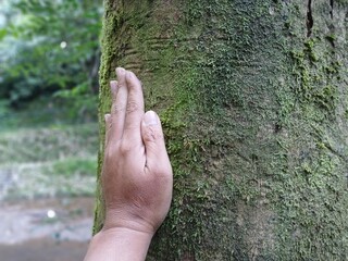 Hand touching tree. Bathing forest (Shinrin-yoku or mandi hutan) to reduce stress, blood pressure, improves mood and concentration.