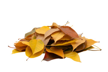Naklejka premium Pile of autumn leaves isolated on transparent background