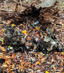 tree stump on the autumn forest floor
