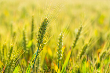 Fototapeta premium The wheat in the field is ripe