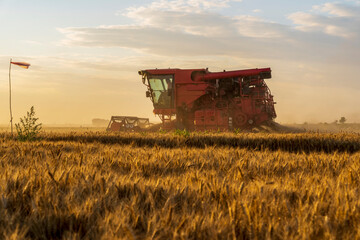 Naklejka premium The combine is harvesting the wheat in the evening