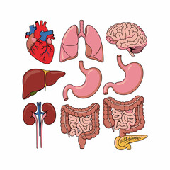 vector illustration set of human organs with white background 