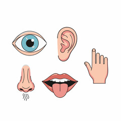 vector illustration of the five human senses with a white background 