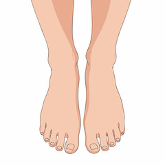 vector illustration of a pair of feet with a white background 