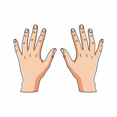 vector illustration of a pair of hands with a white background 
