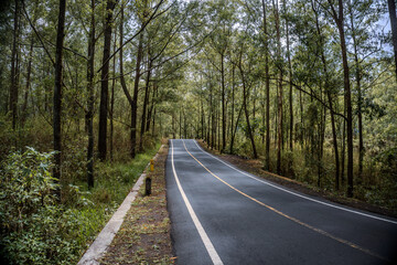 Asphalt road or highway with road markings in the middle of the forest