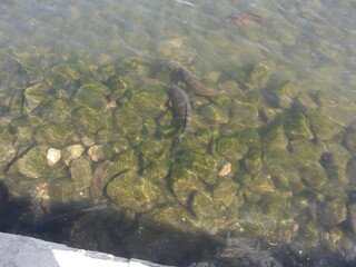 Obraz premium fish in the lake