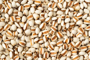 たくさんのはと麦のクローズアップ