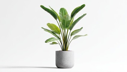 Elegant Birds Nest Fern in Minimalist Concrete Pot.