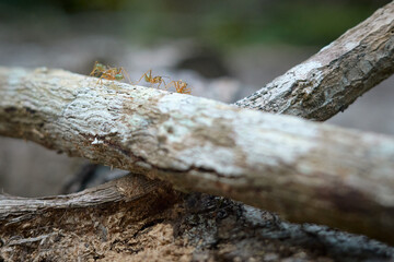 Green tree ants working together on a branch in tropical Australia
