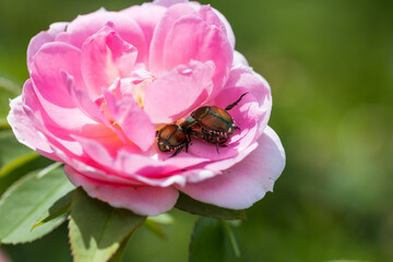 Two Japanese Beetles Mating on a Pink Rose Flower Macro