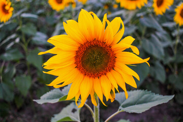 Obraz premium Close-up of Bright Yellow Sunflower in a Field