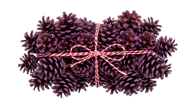 Gift - Bundle of brown pine cones tied with red and white string isolated on white background, perfect for autumn or winter crafts