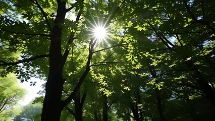 Obraz premium rustling. Dappled sunlight filtering through dense maple tree leaves. representing seasonal cycles and harvest abundance, gardening catalogs, designed for home decor and floral branding.