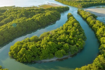 Aerial view of a winding river through lush green mangrove forest