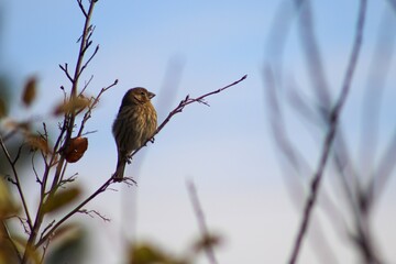 bird on a branch