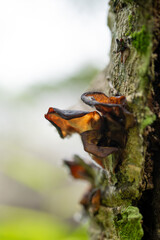 Close-up of Edible Wood Ear Mushrooms Growing on Mossy Tree Bark