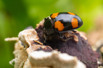 Front View Macro of an Orange and Black Carrion Beetle (Nicrophorus) on Mushroom Tissue