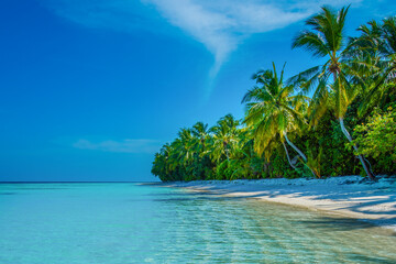 Tranquil closeup calm sea water waves with palm trees. Tropical island beach landscape exotic shore coast. Summer vacation, holiday amazing nature, Maldives.