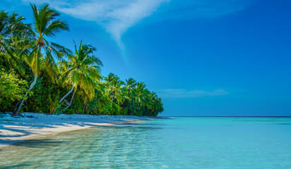 Tranquil closeup calm sea water waves with palm trees. Tropical island beach landscape exotic shore coast. Summer vacation, holiday amazing nature, Maldives.