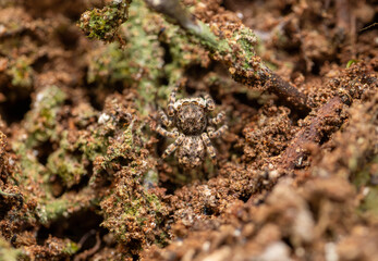 Jumping Spider Camouflaged on Forest Ground Macro