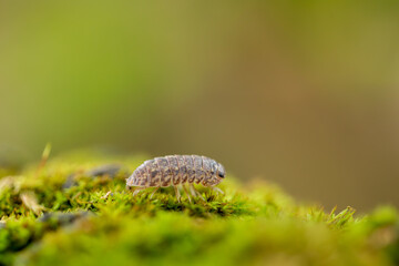 Macro of a Woodlouse (Isopoda) Crawling on Vibrant Green Moss