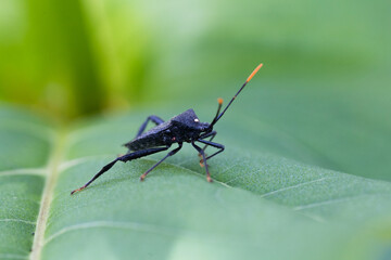 Black Insect on Green Leaf with Bright Orange Antenna Tip