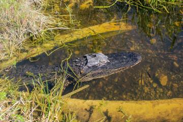 American Alligator Head Submerged
